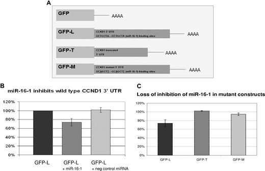 Figure 4. miR-16-1 regulates CCND1 through its 3′ UTR. (A) Three GFP reporter constructs were made as previously described (“Methods”). GFP-L contains the distal CCND1 3′ UTR including both miR-16-1 binding sites. GFP-T contains the truncated CCND1 3′ UTR. GFP-M is a double mutant where both miR-16-1 binding sites were mutated. Notice the mutation changes the T from the third base pair to an A and the A in the seventh base pair to a T. (B) H157 cells were transfected with GFP-L and cotransfected with a mimic of miR-16-1 or negative control random miRNA. Shown is the GFP expression measured by flow cytometry. RFP-expressing plasmids were cotransfected to control for transfection efficiency. Error bars represent SD.(C) H157 cells were transfected with either GFP-L, GFP-T, or GFP-M. They were also cotransfected with either a mimic of miR-16-1 or negative control random miRNA. GFP expression of cells transfected by a mimic of miR-16-1 is first normalized to the RFP expression and then normalized to cells transfected with negative control random miRNA. This shows that miR-16-1 mimic cannot regulate a truncated or mutated CCND1 3′ UTR.