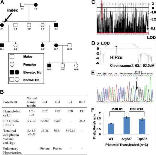 Figure 1. Data and findings for selected family members. (A) Family tree. (B) Hematological parameters in selected family members. I-2 was diagnosed with “heart failure” at age 62; echocardiography was not available. *Not contemporaneous measurements. – indicates data not available. (C) Genome-wide linkage to autosomal dominant erythrocytosis. (D) Parametric LOD score at region circled in red in panel C. (E) Sequencing trace of showing G/A heterozygosity at base 2097, predicting a change from glycine to arginine at residue 537, 6 codons from critical hydroxyl acceptor proline (underlined). (F) HRE-Firefly:Renilla luciferase activity following cotransfection of a plasmid containing the coding sequence of HIF2α with or without mutations shown. Results shown are means plus or minus SD of 3 independent experiments, each performed in triplicate.