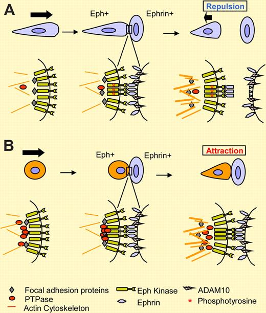 Repulsive (A) versus attractive (B) outcome upon cell-contact–induced EphA/ephrin-A interactions. The studies by Wimmer-Kleikamp and coworkers, as reported in this issue of Blood, support a role for PTPases in promoting adhesion of LK63 leukemia cells to ephrin-A5 via EphA3. In a more typical (default) response such as that observed in HEK293/EphA3 cells, EphA3 activation by autophosphorylation (denoted by an asterisk) was followed by cleavage of ephrin-A5, enabling cell separation. In LK63 cells, high levels of endogenous PTPases (red circle) prevent EphA3 activation by ephrin-A5. This, together with the lack of ephrin-A5 cleavage, supports cell adhesion.