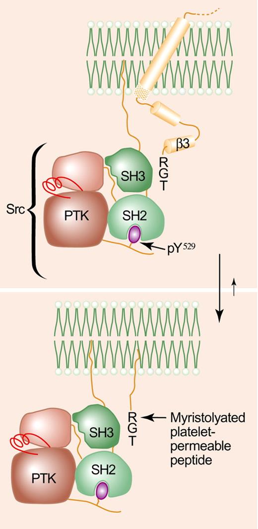 The RGT-dependent association of Src with the β3 cytoplasmic tail is disrupted by a myristolyated RGT peptide. RGT indicates arginine-glycine-threonine; PTK, protein tyrosine kinase domain. The figure was adapted with permission from Li et al5 and Harrison.6 Professional illustration by Paulette Dennis.