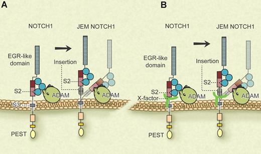 Possible models for the manner in which JEM mutations may alter receptor processing. (A) By placing the HD-LNR complex away from the membrane, conformational changes allow for increased cleavage of S2. (B) One or several membrane-linked X-factor(s) lend additional stability to the HD-LNR complex that is lost in JEM mutants due to the increased distance of the HD-LNR complex from the membrane. Professional illustration by Debra T. Dartez.
