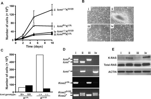 Figure 1. Inactivation of Icmt inhibits cell proliferation induced by expression of an endogenous K-RASG12D allele in mouse embryonic fibroblasts. (A) Proliferation of immortalized Icmtfl/+KLSL and Icmtfl/flKLSL cells infected with Cre- and β-gal-adenoviruses. Cre-adenovirus-treatment of Icmtfl/+KLSL and Icmtfl/flKLSL fibroblasts produced IcmtΔ/+KG12D and IcmtΔ/ΔKG12D cells that expressed endogenous K-RASG12D and that had one or both Icmt alleles inactivated, respectively. Data are mean plus or minus SEM of one cell line assayed in triplicate. Similar results were obtained in 5 independent experiments. (B) Cells from a focus formation assay taken 12 days after plating (original magnification ×10; 0.22 NA objective). (C) Proliferation of primary Icmtfl/+KLSL and Icmtfl/flKLSL cells infected with β-gal- (2 left bars) and Cre-adenoviruses (2 right bars). A total of 104 cells were plated and counted after 23 days. Data are one cell line for Icmtfl/+KLSL and the mean of 2 cell lines for Icmtfl/flKLSL. (D) PCR amplification of genomic DNA from cells of a typical experiment in panel A showing the deletion of the Icmtfl allele and the stop cassette in the promoter of the Kras2LSL allele and the appearance of the IcmtΔ band and the activated Kras2G12D band in Cre-adenovirus-treated cells (lanes 2 and 4). (E) Western blots showing levels of K-RAS, total RAS, and ACTIN in total cellular extracts from cells in panel A. Similar results were obtained with a different pair of cell lines. For panels B, D, and E, the genotypes of cell lines i through iv are shown in panel A.