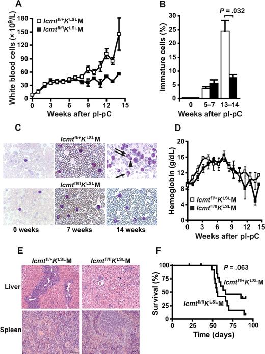 Figure 2. Icmt deficiency reduces the accumulation of immature myeloid cells and tissue infiltration in mice with K-RAS–induced MPD. (A) White blood cell counts of Icmtfl/+KLSLM and Icmtfl/flKLSLM mice. Blood was analyzed before and weekly after pI-pC injections. (Icmtfl/+KLSLM: week 0-8, n = 11-19; week 9-14, n = 4-6; Icmtfl/flKLSLM: week 0-7, n = 7-20; week 8-14, n = 1-5). (B) White blood cells were evaluated in blood smears from Icmtfl/+KLSLM (▭) and Icmtfl/flKLSLM mice (▬) before pI-pC injections (n = 6-7), at 5 to 7 weeks (n = 5), and at 13 to 14 weeks after pI-pC injections (n = 2-3). Shown is the percentage of immature cells (ie, myeloblasts, myelocytes, metamyelocytes, band cells, and pelgeroid cells). (C) Photographs of typical blood smears from panel B (original magnification ×100; 1.30 NA oil objective). (Top right panel) → represents band cell; ⇉, pelgeroid cell; ▲, erythroblast. The large cell to the right of the erythroblast is a myeloblast. (D) Hemoglobin concentrations measured in the blood samples shown in panel A. (E) Hematoxylin and eosin–stained sections of liver and spleen of mice killed 13 weeks after pI-pC injections (original magnification ×20; 0.50 NA objective). (F) Kaplan-Meier curve showing survival of Icmtfl/+KLSLM (n = 21) and Icmtfl/flKLSLM (n = 22) mice.