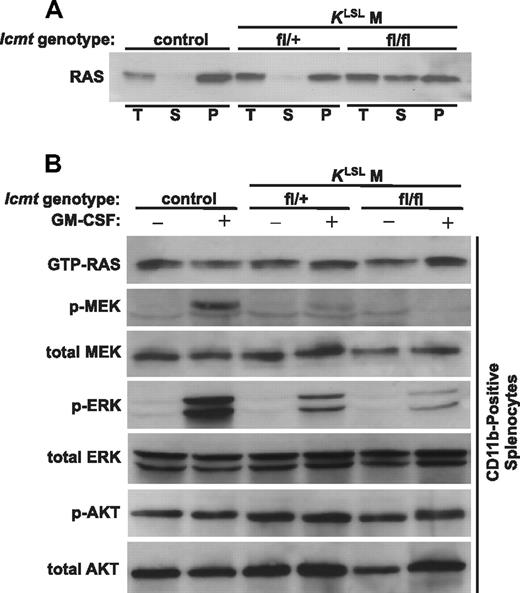 Figure 4. Mislocalization of RAS proteins in Icmt-deficient splenocytes and analyses of downstream RAS effectors in CD11b-positive splenocytes. (A) Intracellular localization of RAS proteins in splenocytes. Total cell extracts (T) from splenocytes were fractionated into soluble (S) and membrane (P) fractions and analyzed on Western blots with a pan-RAS antibody. Note the accumulation of RAS proteins in the soluble (S) fraction in splenocytes of Icmtfl/flKLSLM mice. (B) Western blots showing levels of GTP-bound RAS and downstream effectors in serum-starved and GM-CSF-stimulated CD11b-positive splenocytes pooled from mice of the same genotype (control, n = 5; Icmtfl/+KLSLM, n = 3; Icmtfl/flKLSLM, n = 3).