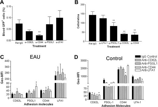 Figure 6. Blocking antibodies to CD62L, CD44, and PSGL-1 but not LFA-1 significantly reduce the numbers of adoptively transferred monocytes entering inflamed retina. Freshly isolated EGFP bone marrow–derived monocytes (8 × 106) were injected intravenously into mice immunized 21 to 24 days previously with peptide to induce EAU. Mice were injected intravenously with 30 μg of control IgG or blocking antibody per mouse for 3 days. Numbers of circulating cells remaining in the blood were analyzed by flow cytometry (A). Transferred cells that had infiltrated the retinas were then counted by confocal microscopy of retinal whole mounts (B); **P < .01 compared with IgG control; Student t test; n was 12. Density of expression of adhesion molecules analyzed in both EAU (C) and control mice (D) after mAb treatment expressed as the geometric mean fluorescent index (Geo-MFI). *P < .05; **P < .01 compared with IgG control; Student t test; n was 3. Error bars represent SEM.