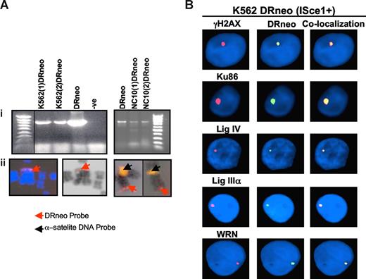 Figure 2. PCR and FISH localization of the DRneo probe in K562DRneo and NC10DRneo cells. (Ai) Detection of integrated DRneo in K562 and NC10 cell clones stably transfected with DRneo (K562DRneo and NC10DRneo, respectively) by PCR. A vertical black line has been inserted to indicate a repositioned gel lane. (Aii) The DRneo construct labeled with spectrum red was used for FISH analysis of metaphase spreads prepared from K562DRneo cells. The DRneo was integrated at a telomeric position on the chromosomes as shown in DAPI-stained (left, red arrow) and G-banded (middle, red arrow) images. Two-color FISH was used to localize DRneo to chromosome 4 in K562DRneo cells (right image). Chromosomes from 2 different metaphase cells are shown with yellow signal indicating chromosome 4 alpha satellite probe, localized to the centromere (black arrow) and red signal localizing the DRneo probe to the telomeric region of the chromosome (red arrow). (B) Colocalization of DRneo and γH2AX, Ku86, DNA ligase IV, DNA ligase IIIα, and WRN in K562DRneo cells by FISH. Images show colocalization of these proteins (TRITC, red signal) with DRneo (FITC, green signal) in K562DRneo cells transfected with ISce-1. Nuclei are stained with DAPI (blue). Right-hand panels are merged images of FITC and TRITC showing colocalization.