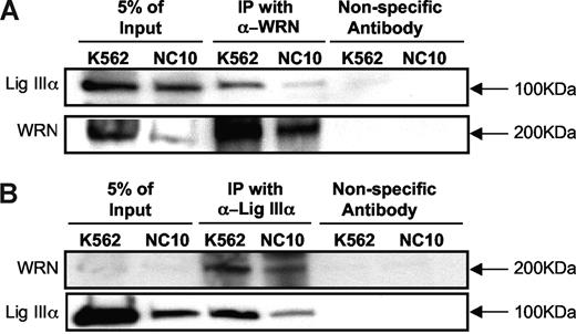 Figure 3. DNA ligase IIIα immunoprecipitates with WRN. Nuclear extracts from CML cell line K562 and EBV-transformed B-cell line NC10 were used to immunoprecipitate (A) DNA ligase IIIα, using WRN antibody, followed by Western blotting for DNA ligase IIIα (top panel) and WRN (bottom panel). (B) Reciprocal immunoprecipitation of WRN, using DNA ligase IIIα antibody, followed by Western blotting for WRN (top panel) and DNA ligase IIIα (bottom panel). Western blotting was also performed for negative control nonspecific antibodies.