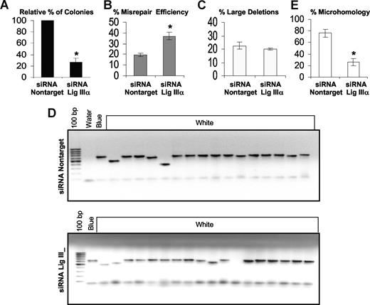 Figure 5. Down-regulation of DNA ligase IIIα decreases the end-joining efficiency and repair using DNA sequence microhomologies, but increases the misrepair frequency and has no effect on the percentage of large deletions. An in vivo LacZα plasmid reactivation assay was used to measure end joining in siRNA DNA ligase IIIα down-regulated cells and compared with that using siRNA controls. (A) Relative percentage of colonies, indicating the efficiency of end joining. (B) The percentage of misrepair, that is, the number of white colonies as a percentage of total colonies (blue + white). (C) Graph of percentage of large deletions, defined as more than 20 bp. (D) Agarose gel showing PCR products of repaired colonies in siRNA nontarget controls and siRNA knockdown of DNA ligase IIIα. (E) The percentage of plasmids repaired using DNA sequence microhomologies of 1 to 6 bp. Fifteen plasmids were sequenced. Values significantly different are marked with an asterisk (Student t test; P < .01 for panels A and B and P < .001 for panel E). Error bars reflect the standard error of the mean.