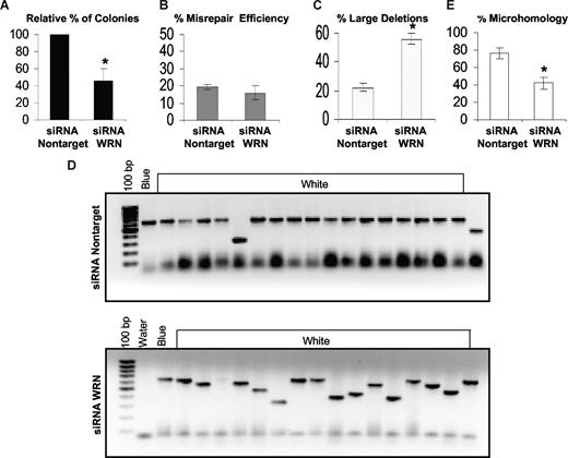 Figure 6. Down-regulation of WRN decreases the efficiency of end joining and repair using DNA sequence microhomologies but increases large deletions in misrepaired plasmids. An in vivo LacZα plasmid reactivation assay was used to measure end joining in siRNA down-regulated WRN K562 cells compared with that using siRNA controls. (A) Relative percentage of colonies indicating the efficiency of end joining. (B) The percentage of misrepair, that is, the percentage of the white colonies as a percentage of total colonies (blue + white). (C) The percentage of large deletions, defined as more than 20 bp. (D) Agarose gel showing PCR products of repaired colonies. (E) The percentage of plasmids repaired using DNA sequence microhomologies of 1 to 6 bp. Fifteen plasmids were sequenced. Values significantly different are marked with an asterisk (Student t test; P < .01 for panel A and P < .001 for panels C and E). Error bars reflect the standard error of the mean.