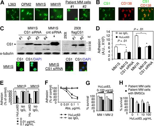 Figure 2. Serum level of circulating CS1 is detected only in myeloma patients. (A) CS1 ELISA-positive (MM6) or -negative (MM9) serum samples were immunoprecipitated (IP) with isotype control, HuLuc63, or ChLuc90 mAb covalently attached to Dynal Tosylactivated Dynabeads, followed by immunoblotting (IB) using anti-CS1 mAbs ChLuc90 (left) or 1G9 (right). (B) CS1 ELISA was done in serum samples from MM patients (n = 52) and healthy donors (n = 34). P was calculated by χ2 test from 2 × 2 contingency table (P < .001). N.D. indicates not detectable. (C) CS1 ELISA was performed in additional serum samples from newly diagnosed MM patients (n = 199). Patients with ISS I (n = 100) had significantly lower levels of CS1 than ISS II (n = 53) and III (n = 46; P = .006).