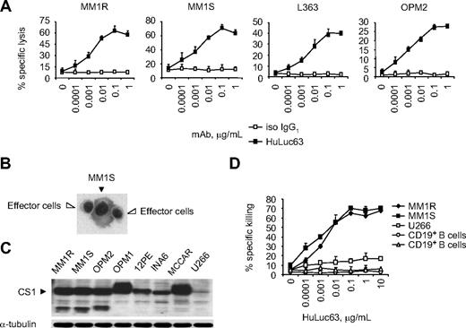 Figure 4. HuLuc63 triggers CS1-specific MM cell lysis through ADCC. (A) ADCC was performed by incubating calcein-AM–labeled target MM cells with human PBMC effector cells at an E/T ratio of 10:1, in the presence of various concentrations of HuLuc63 (■) or iso IgG1 (□). Percentage specific lysis was calculated, and data shown are representative of 3 experiments conducted with 3 different PBMC effector cell donors with similar results. HuLuc63 induces percent specific lysis of CS1-expressing MM lines in a dose-dependent manner. (B) Cytospin preparation of MM1S cells cultured with PBMC effector cells in the presence of HuLuc63 mAb (0.01 μg/mL) for 30 minutes was stained with Giemsa-Wright (Fisher Scientific, Springfield, NJ; original magnification ×200). (C) CS1 expression in 8 MM lines is determined by immunoblotting using anti-CS1 mAb. Only U266 has barely detectable CS1. (D) HuLuc63 does not stimulate dose-dependent ADCC against CS1− U266 MM line or CD19+ B cells from 2 healthy donors (open symbols), whereas it significantly induces lysis of CS1-expressing MM1R and MM1S target cells (solid symbols).