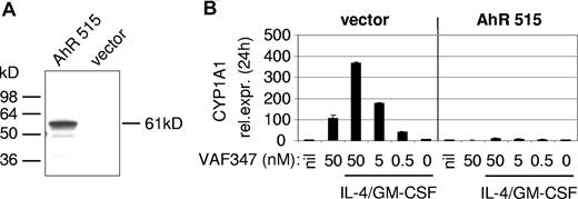 Figure 4. A trans-dominant negative AhR ablates CYP1A1 induction in MonoMac1 cells. (A) Ectopic overexpression of a truncated AhR (AhR515) in MonoMac1 cells. A Western blot analysis is shown. At the left, the position of molecular weight standards is indicated. (B) AhR515 acts as in a trans-dominant negative fashion by blocking the induction of CYP1A1 expression by VAF347. vector indicates cells infected with the parental retroviral vector.