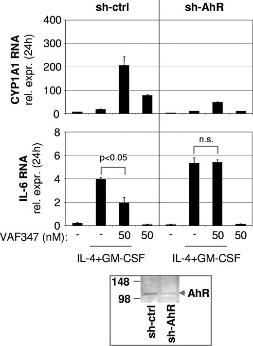 Figure 6. VAF347 has no biologic effects in MM1 cells expressing reduced AhR levels. The graph shows CYP1A1 (top panel) or IL-6 (middle panel) RNA expression in cells infected with a control shRNA (sh-ctrl) or a sh-AhR retroviral construct. At the bottom, an immunoblot is shown demonstrating reduced AhR protein expression in sh-AhR–infected cells. The size of molecular weight protein standards is given in kilodaltons.