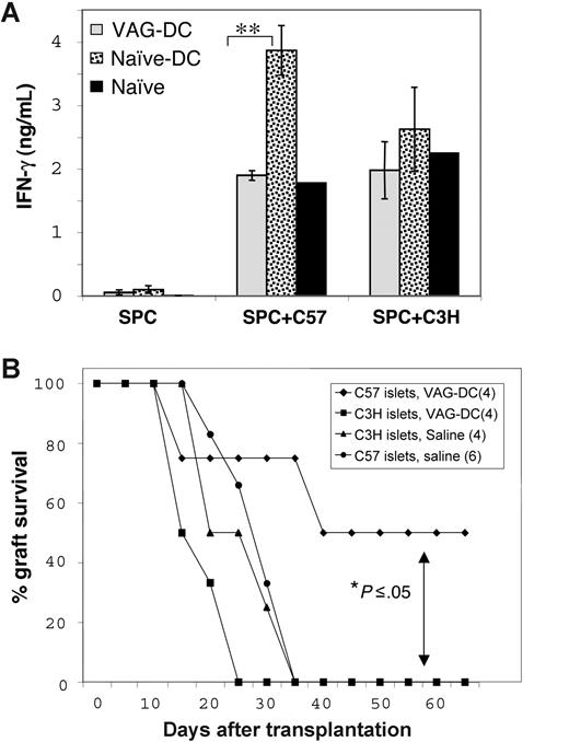 Figure 4. Induction of donor-specific transplantation tolerance by VAG-DCs. (A) SPCs from VAG-DC– and naive-DC–injected mice were isolated 100 days after transplantation, and from naive BALB/c mice (n = 3), and stimulated with irradiated donor-type (C57Bl/6) or third-party (C3H) CD90− APCs. Culture sups were collected after 96 hours and analyzed for the presence of IFN-γ using CBA assay (2-tailed t test: **P < .01). Error bars represent standard error between different mice (n = 3). (B) Balb/c recipient mice received a transplant of C57Bl/6 or C3H islets 1 day after injection of VAG-DCs (3 × 105) isolated from VAG539-treated islet graft–accepting mice. As control, nontreated Balb/c mice received a transplant of C57Bl/6 or C3H islets were used (2-tailed t test: *P < .05).