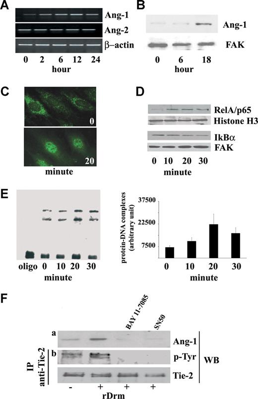 Figure 1. rDrm induces Ang-1 expression in EC in a NF-κB–dependent manner. (A) Serum-starved SIE cells were stimulated for 2, 6, 12, and 24 hours with 50 ng/mL of rDrm. At the end of incubation, total RNA was extracted and Ang-1 and Ang-2 transcripts were analyzed by semiquantitative RT-PCR. β-Actin was used as a control. (B) Cell lysates were prepared from SIE cells stimulated for 0, 6, and 18 hours with 50 ng/mL of rDrm. Then, 20-μg aliquots were probed by Western blotting with anti–Ang-1 antibodies (Santa Cruz Biotechnology). Uniform loading of the gels was confirmed by incubation of the membranes with anti–focal adhesion kinase (FAK) antibodies. (C) Serum-starved ECs were incubated for 20 minutes with 50 ng/mL of rDrm and immunostained with an anti-RelA/p65 antibody (Santa Cruz Biotechnology) followed by antirabbit FITC (Invitrogen). Control cells show a diffuse cytoplasmic RelA/p65 immunoreactivity (top panel) that localizes into the nucleus after rDrm stimulation (bottom panel). Analysis was performed using a Zeiss Axiovert 200M epifluorescence microscope equipped with a Plan-Apochromat 63×/1.4 NA oil objective. (D) SIE cells were stimulated for 0 to 30 minutes with 50 ng/mL of rDrm. Then, nuclear (5 μg) and cytoplasmic (10 μg) extracts were probed by Western blotting with anti-RelA/p65 and anti-IkBα (Santa Cruz Biotechnology) antibodies, respectively. Uniform loading of the gels was confirmed by incubation of the membranes with antihistone H3 (Santa Cruz Biotechnology) and anti-FAK antibodies, respectively. (E) Nuclear extracts (2 μg) of SIE cells treated for 0 to 30 minutes with 50 ng/mL of rDrm were incubated with a biotin-labeled NF-κB double-stranded DNA oligonucleotide probe. (Left panel) The protein-DNA complexes were analyzed by EMSA onto a native 6% polyacrylamide gel; the first lane shows the migration of the labeled probe in the absence of nuclear extract. (Right panel) Densitometric analysis of the protein-DNA complexes shown in the left panel; data are the mean plus or minus SEM of 3 independent experiments. (F) SIE cells were treated for 1 hour with NF-κB inhibitors SN50 (45 pg/mL, US Biological, Swampscott, MA) or BAY 11-7085 (5 μM; Sigma-Aldrich, St Louis, MO) before rDrm administration. After 18 hours, cell extracts were probed by Western blotting with anti-Ang-1 antibodies (a). In addition, conditioned media from the corresponding cell cultures were added for 10 minutes to naive serum-starved SIE cells. Then, immunoprecipitation with anti–Tie-2 antibodies was performed on the cell extracts followed by Western blotting with antiphosphotyrosine antibodies (Santa Cruz Biotechnology) (b). Uniform loading of the gel was confirmed by incubation of the membrane with anti–Tie-2 antibodies. Similar results were obtained in 2 independent experiments.