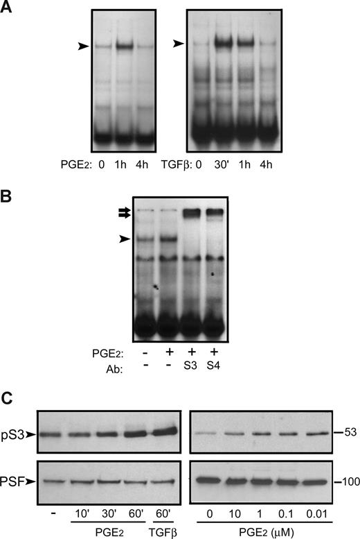 Figure 1. PGE2 treatment induces binding of Smad3/4 to its DNA consensus sequence and promotes phospho-Smad3 nuclear translocation. (A) Electrophoretic mobility shift assays of nuclear extracts from HUVECs treated for the indicated times with 1 μM PGE2 (left) or 0.5 ng/mL TGFβ1 (right). Extracts were incubated with a 32P-labeled probe corresponding to the Smad3/Smad4 consensus sequence from the PAI-1 promoter. Both stimuli transiently induced a protein-DNA complex (➤) over a similar timescale. The figure shows a representative experiment of 3 performed. (B) Electrophoretic mobility shift assay of nuclear extracts from HUVECs treated for 1 hour with 1 μM PGE2 and incubated with the same probe as in panel A; preincubation of the extracts with antibodies (Ab) against either Smad3 (S3) or Smad4 (S4) gave rise to a supershift (➡) of the PGE2-inducible complex (➤). The figure shows a representative experiment of 2 performed. (C) Western blot showing the nuclear content of phospho-Smad3 (pS3; top panels) in HUVEC nuclear extracts. Cells were either treated for the indicated times with 1 μM PGE2 or 0.5 ng/mL TGFβ1 (left), or with a range of PGE2 concentrations for 1 hour (right). The nuclear protein PTB-associated splicing factor (PSF) was probed as a loading control (bottom panels). Molecular weights (kDa) are shown on the right. Experiments were repeated a minimum of 3 times.