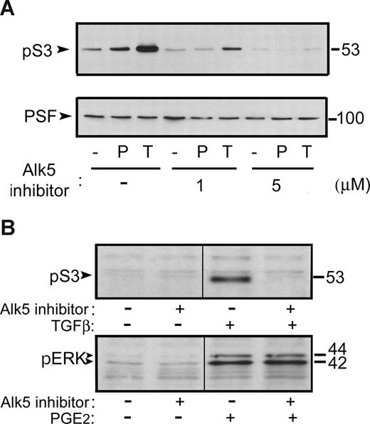 Figure 2. PGE2-induced phospho-Smad3 nuclear translocation and DNA binding require Alk5 kinase activity. (A) Western blot showing the nuclear content of phospho-Smad3 (pS3) in nuclear extracts of HUVECs pretreated (30 minutes) with vehicle or the specific Alk5 inhibitor SB431542 (1 or 5 μM) and then treated for 1 hour with 1 μM PGE2 or 0.5 ng/mL TGFβ1 (top panel). PSF was probed as a loading control (bottom panel). (B) Top panel: Western blot showing phospho-Smad3 content in whole-cell lysates of HUVECs pretreated as indicated with 1 μM Alk5 inhibitor and treated for 1 hour with 0.5 ng/mL TGFβ1. Bottom panel: Western blot showing the content of phospho-ERK-1,2 (pERK) in whole-cell lysates of HUVECs preincubated as indicated with 1 μM Alk5-specific inhibitor and treated for 10 minutes with 1 μM PGE2. Molecular weights (kDa) are shown on the right. The figure shows results of representative experiments of 3 performed. A dividing line shows the grouping of parts of the same gel from which irrelevant lanes have been deleted.