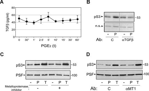 Figure 3. PGE2-mediated Smad3 activation requires the presence of active TGFβ and MT1-MMP. (A) The graph represents the percentage of active TGFβ versus total TGFβ, measured by ELISA in the supernatants of HUVECs treated for the indicated times with 1 μM PGE2. (B) Western blot showing the nuclear content of phospho-Smad3 (pS3) in nuclear extracts of HUVECs pretreated with a TGFβ-neutralizing antibody (αTGFβ) or a control antibody (C) before treatment for 1 hour with 1 μM PGE2 (P). A dividing line shows the grouping of parts of the same gel from which irrelevant lanes have been deleted. The figure shows a representative experiment of 3 performed. (C) Western blot showing PGE2- and TGFβ1-modulated phospho-Smad3 nuclear content as in panel B in HUVECs pretreated with the metalloproteinase inhibitor GM6001 or vehicle. The figure shows a representative experiment of 4 performed. (D) Western blot showing PGE2- and TGFβ1-modulated phospho-Smad3 nuclear content as in panel B in HUVECs preincubated with an MT1-MMP–neutralizing antibody (αMT1) or a control antibody (C). The figure shows a representative experiment of 3 performed. In all cases, blots were probed with antiphospho-Smad3 antibody (pS3; top panels). Equal loading was confirmed either by a nonspecific band (panel B; nonsignificant) or by Western blot for the nuclear protein PSF (B,C, bottom panels).