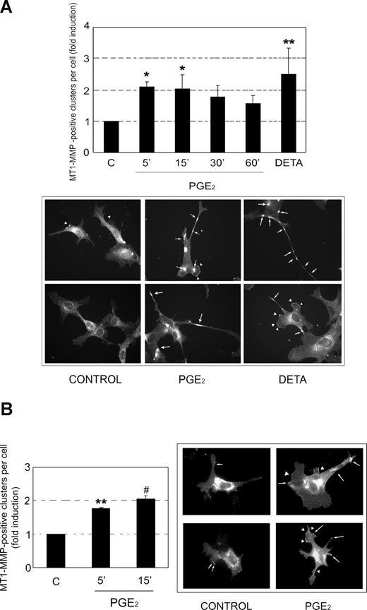 Figure 4. PGE2 promotes membrane clustering of MT1-MMP. (A) HUVECs treated over a time course with 1 μM PGE2, or with 100 μM DETA-NONOate (DETA) as a positive control, were immunostained with anti–MT1-MMP antibody. Top panel: the histogram shows the means plus or minus SD from 3 independent experiments of the number per cell of lamellae and membrane clusters containing MT-1-MMP. The data are presented as fold induction above control conditions (C). *P < .05 vs control; **P < .01 vs control. Bottom panel: micrographs showing representative fields of untreated control cells or cells treated with either 1 μM PGE2 for 5 minutes or 100 μM DETA-NONOate (DETA). (B) HUVECs transfected with MT1-MMP-GFP were either left untreated or incubated with 1 μM PGE2 for the times indicated. Left panel: the histogram shows the means plus or minus SD from 2 independent experiments of the number per cell of lamellae and membrane clusters containing MT-1-MMP-GFP. The data are shown as fold induction over control conditions. (C). **P < .01 vs control; #P < .001 vs control. Right panel: micrographs showing representative fields of control cells or cells treated with 1 μM PGE2 for 15 minutes. Arrows indicate MT1-MMP membrane clusters, and arrowheads denote MT1-MMP–containing lamellae.