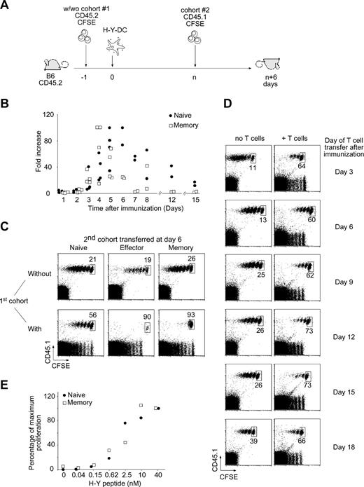 Figure 1. Ag-experienced T-cell proliferation is preferentially inhibited during on ongoing immune response. (A) Two-cohort experimental design. A first cohort of 106 naive CD45.2 CFSE-labeled Marilyn cells was injected intravenously into CD45.2 B6 mice that were immunized by injection of 106 H-Y peptide–loaded LPS-matured DCs into the footpad the next day. After a variable (n) number of days, a second cohort of either 106 naive, 5 × 106 effector, or 2 × 106 memory CD45.1 CFSE-labeled Marilyn cells was injected. CFSE profiles of gated TCR+CD45.1+ cells from the popliteal and inguinal lymph nodes draining the immunization site (DLN) were assessed 6 days after transfer of the second cohort. (B) Kinetics of the response of transferred Marilyn TCR Tg T cells. Naive (106) or memory (2 × 106) CD45.1 CFSE-labeled Marilyn cells were injected intravenously into B6 mice that were primed the next day by injection of 106 H-Y peptide–loaded LPS-matured DCs into the footpad. The percentage of transferred T cells (CD45.1+TCR+) in the draining lymph node was measured at the indicated time points and compared with the percentage measured at day 1 in the absence of antigen. Each dot represents one mouse. Pooled data from 2 independent experiments. (C) Stronger inhibition of Ag-experienced versus naive T-cell proliferation. Naive (left panels), effector (middle panels), or memory (right panels) Marilyn T cells were injected into primed B6 hosts in the absence (top panels) or the presence (bottom panels) of a previous cohort of responding T cells injected 6 days earlier, as in panel A. Dot plots of gated TCR+CD45.1+ cells from the DLN are representative of at least 3 experiments with 2 mice each per group. The percentage of undivided cells, among total Tg Marilyn T cells, is indicated. (D) Antigen persists in vivo at least 18 days. H-Y peptide–loaded LPS-matured DCs were injected into the footpad of female B6 mice, previously injected (right panels) or not (left panels) with naive CD45.2 CFSE-labeled Marilyn LN cells. At the indicated time points, naive CD45.1 CFSE-labeled Marilyn LN cells were transferred intravenously. Dot plots of gated TCR+CD45.1+ cells from the DLN injected at the indicated time after DC priming and analyzed 6 days later. Representative of 2 independent experiments with 2 mice per group for each one. (E) Functional avidity measurement in vivo. Naive (106) or memory (2 × 106) CD45.1 CFSE-labeled Marilyn cells were injected intravenously into B6 mice, which were then primed by injection into the footpad of 106 LPS-matured DCs loaded with the indicated amount of H-Y peptide. Five days later, the number of naive and memory T cells recovered in the DLN was measured.
