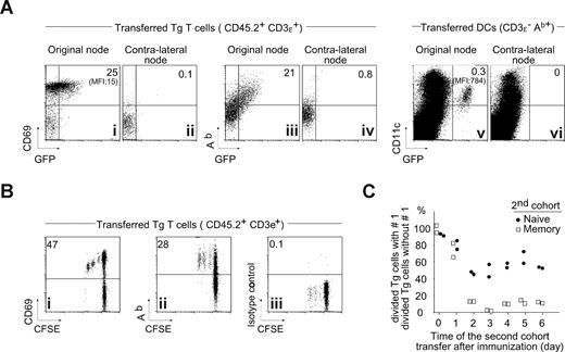 Figure 4. Activated T cells acquire MHC-II molecule during the ongoing immune response in vivo. (A) Acquisition of MHC-II molecules by activated T cells in vivo. Naive Tg CD45.1 Marilyn cells (106) were injected intravenously into B6 mice that were immunized by injection of 106 H-Y peptide–loaded Ab-GFP knockin DCs21 into the footpad. Two days later, CD69, Ab, and GFP expression were analyzed on the transferred T cells in the draining LN and the nondraining LN (CD45.1+TCR+) by 5-color FACS with doublet exclusion. (B) Proliferating T cells acquire MHC-II in vivo. Naive CFSE-labeled Tg CD45.1 Marilyn cells (106) were injected intravenously into B6 mice and immunized as in panel A. Two days later, CD69 and Ab expression was analyzed in the draining LN on the transferred T cells (CD45.1+TCR+) by 5-color FACS with doublet exclusion. (C) The inhibition starts at day 1 and plateaus by day 2. H-Y peptide–loaded DCs (106) were injected into the footpad of female B6 mice that contained (or not) a first cohort of 106 naive CD45.2 CFSE-labeled Marilyn LN cells. At the indicated time points, a second cohort of 106 CD45.1 CFSE-labeled naive Marilyn LN or 2 × 106 memory Marilyn T cells was injected, and the CFSE profile assessed 6 days later. The percentage of divided TCR+CD45.1+ Marilyn cells in the second cohort is shown for cells in the presence of a first cohort relative to the percentage seen in its absence. Each point is an individual mouse.