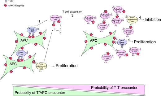 Figure 6. Model of CD4 T-cell autoregulation of an immune response. (1) At the onset of the immune response, naive (and also memory in the case of a secondary response, which is not represented here) CD4 T cells are recruited and stimulated by activated APCs displaying antigen. (2) During activation, these CD4 T cells capture the specific MHC-peptide complexes bound by their TCRs. (3) At later time points, the number of activated CD4 T cells that have captured MHC-peptide complexes increases. As these activated Ag-bearing T cells begin to outnumber the APCs, there is increasing probability that newly arriving T cells (and any T cells that have just been activated and need a second hit to continue to divide) will encounter them before encountering a proper professional APC. (4) This T-T interaction leads to inhibition of the Ag-experienced T cells, whereas the normal interaction of naive cells with the professional APCs leads to proliferation.