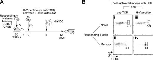 Figure 7. Ag-presenting Marilyn T cells directly inhibit memory T-cell proliferation in vivo. (A,B) Naive (106) or memory (2 × 106) CD45.1 CFSE-labeled Marilyn T cells were injected intravenously into CD45.2 female hosts. In parallel, CD45.1/2 Marilyn T cells were incubated in vitro overnight with CFSE-labeled H-Y peptide–loaded LPS-matured DCs or with DCs and an anti-TCR antibody. The next day, the 2 sets of in vitro–activated Marilyn T cells were FACS sorted according to CFSE and CD11c expression and injected into the footpad. Six days later, H-Y–loaded DCs were injected into the footpad to stimulate the T cells. CFSE patterns were studied in the DLN 6 days later. Dot plots on gated CD45.1+/CD45.2−/Vb6+/CD4+ cells are representative of 2 independent experiments with 2 mice in each.