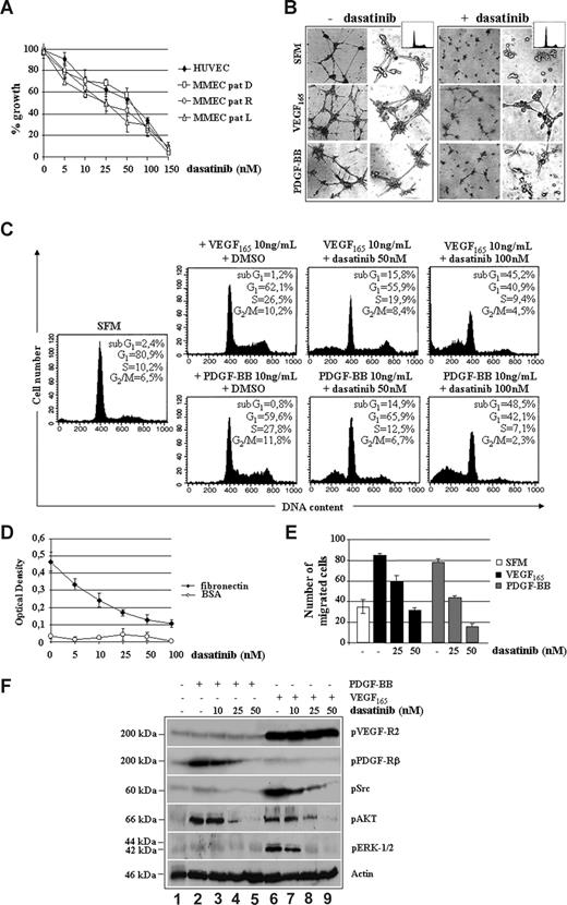 Figure 3. Dasatinib inhibits VEGF165 and PDGF-BB induced proliferation, angiogenesis, and fibronectin-mediated adhesion of MM patient ECs. (A) Proliferation of HUVECs and ECs from a representative patient with MM at diagnosis (MM-PC, D), relapse (MM-PC, R), or leukemic progression (L) treated with the indicated doses (nM) of dasatinib for 48 hours (104 cells/well). Data were expressed as percentage of growth inhibition. Error bars represent SD of triplicate experiments. (B) MMECs (with or without 10 ng/mL VEGF165 or PDGF-BB) were premixed with 50 nM of dasatinib and seeded on a Matrigel surface for 16 hours (5 × 103/well). Capillary formation was assessed by an inverted light microscope at ×4 and ×10. Photographs are representative of 3 independent experiments. (C) MMECs were serum-starved (SFM) for 16 hours and then incubated with VEGF165 and PDGF-BB in the presence of DMSO, as a solvent control, or the indicated concentrations of dasatinib for 48 hours. Cell- cycle distribution was assessed by propidium iodide staining and FACS analysis. (D) MM patient-derived ECs (MMECs) in serum-free medium or treated with the indicated doses of dasatinib were plated (5 × 103/well) in fibronectin- or BSA-coated 96-well plates in triplicate for 30 minutes. Cells were then fixed with 2.5% glutaraldehyde in PBS and quantified by a colorimetric assay (Cristal violet staining). Data are means (± SD) of 1 of 4 experiments. (E) Growth factor-deprived MMECs were pretreated with or without dasatinib for 30 minutes, plated on a fibronectin-coated polycarbonate membrane in a Boyden chamber, and exposed to 10 ng/mL VEGF165 or PDGF-BB for 6 hours. Data are mean (± SD) of migrated cells in 5 fields (original magnification ×400). (F) Serum-starved MMECs (−) pretreated with the indicated doses of dasatinib (10-50 nM) for 30 minutes were stimulated with 10 ng/mL VEGF165 or PDGF-BB for 15 minutes. Whole cell lysates were prepared and probed with the indicated antibodies.