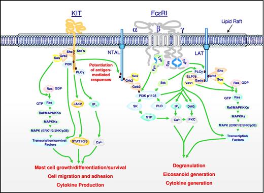 Figure 2. Signal transduction events initiated by Kit and FcϵRI leading to specific mast cell responses, and the integration of these pathways for the synergistic enhancement of mast cell mediator release. Dimerization of Kit, following ligation by SCF, results in activation of its intrinsic tyrosine kinase activity and autophosphorylation of specific tyrosine residues on its cytosolic tail. These phosphorylated residues provide docking sites for critical signaling molecules including Src kinases, Shc, phosphoinositide 3-kinase (PI3K), and phospholipase Cγ (PLCγ). Subsequent activation of the Ras-Raf-Map kinase (MAPK) cascade via the GTP exchanger Sos, PI3K, PLCγ, and JAK2 leads to the enhanced concentrations of Ca2+, and activation of transcription factors and survival pathways necessary for mast cell growth, differentiation, survival, cell migration, adhesion, and cytokine production. The Src kinases Lyn and Fyn may also contribute to some of these responses. Aggregation of FcϵRI, following binding of antigen to antigen-specific IgE molecules occupying the FcϵRI, results in recruitment of the tyrosine kinase Syk to the γ chain-ITAMs following translocation to the lipid raft microdomains and phosphorylation of specific tyrosines within these motifs by Lyn. This results in activation of Syk and the phosphorylation of the transmembrane adaptor molecules LAT and NTAL that coordinate downstream signaling by providing multiple phosphotyrosine-based docking sites for associating molecules such as PLCγ1 and the cytosolic adaptors Grb2, Gads, and Shc. These events regulate the activation of PLCγ1 and PLCγ2, which are required for calcium mobilization and PKC activation, essential signals for mast cell mediator release. A parallel pathway initiated by the tyrosine kinase, Fyn, leads to the activation of PI3K via the phosphorylation of the cytosolic adaptor Gab2. These events are also required for optimal degranulation and cytokine production, likely as a consequence of PI3K-dependent membrane association of the tyrosine kinase kinase, Btk, and activation of transcription factors. PI3K may also regulate the activation of sphingosine kinase (SK) and PLD, which produce the lipid mediators sphingosine-1-phosphate (S-1-P) and diacylglycerol (DAG), which also contribute to the critical calcium signal and PKC activation regulating mast cell mediator release. Concurrent with these events, the GTP exchangers Sos and Vav activate the Ras-Raf-MAPK pathway, which in turn contributes to the activation of specific transcription factors required for cytokine production. In addition, the MAPKs ERK1/2 control the activation of PLA2, which liberates arachidonic acid from membrane lipids for the subsequent generation of eicosanoids. NTAL appears to be a point of integration between the 2 pathways, providing an amplification mechanism also requiring PI3K and BTK, for the potentiation of antigen-dependent mediator release by SCF. Note that, although not depicted as such for clarity, many signaling events occur within specific microdomains within the cytosolic membrane. In addition, for clarity, several of the intermediary steps have been simplified and other pathways that may down-regulate mast cell activation have not been included. The figure and legend are provided courtesy of Alasdair M. Gilfillan (LAD/NIAID/NIH).