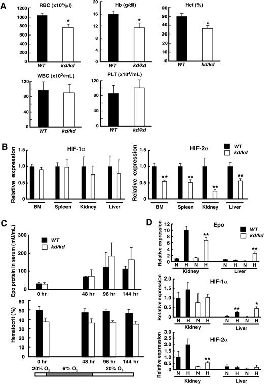 Figure 1. Analyses of anemia observed in kd/kd mice. (A) Peripheral blood from 3-month-old WT and kd/kd mice was analyzed. Erythrocytes (RBC), hemoglobin (Hb), hematocrit (Hct), leukocytes (WBC), and platelets (PLT) were determined (*P < .05, compared with WT). (B) The mRNA expression levels of HIF-1α (left panel) and HIF-2α (right panel) were examined in BM, spleen, kidney, and liver by quantitative RT-PCR. The expression levels seen in WT were normalized to a value of 1 as the standard in each tissue. ■ represents WT; □ represents kd/kd (**P < .01, compared with WT). (C) Epo protein levels in sera and hematocrit were analyzed after exposure to a low oxygen concentration (6%) for 48 hours. Peripheral blood was harvested 0, 48, 96, and 144 hours after starting the experiment. ■ represents WT; □ represents kd/kd. (D) The mRNA expression levels of Epo (top), HIF-1α (middle), and HIF-2α (bottom) were examined in kidney and liver by quantitative RT-PCR. RNA samples were collected from WT and kd/kd mice under normoxic (N) or hypoxic (H, 48-hour exposure to 6% O2) conditions. The expression levels in WT kidneys at normoxia were normalized to a value of 1 as the standard. ■ represents WT; □ represents kd/kd (*P < .05 and **P < .01, compared with normoxic conditions). Error bars represent SD.