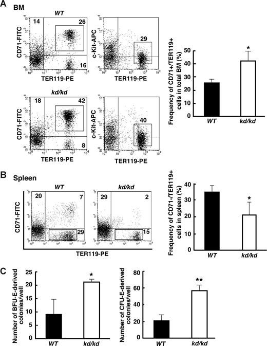 Figure 2. Analyses of erythroid progenitors in WT and kd/kd mice. (A) Left: Flow cytometric analyses of the expression of TER119, CD71, and c-Kit in total BM cells prepared from femur of WT (top panels) and kd/kd (bottom panels) mice. Frequencies (%) of cells in gated fractions (squared) are shown. In right panels, frequencies (%) of CD71+/TER119− (top left region) and CD71−/TER119+ (bottom right region) cells are also indicated. Right: Frequencies (%) of CD71+/TER119+ cells (gated fractions of the left panels). ■ represents WT; □ represents kd/kd. n = 3 per group; *P < .05. (B) Left: Flow cytometric analyses of the expression of TER119 and CD71 in spleen cells prepared from WT (left panel) and kd/kd (right panel) mice. Frequencies (%) of CD71−/TER119+ cells in gated fractions (squared), CD71+/TER119− (top left region) and CD71+/TER119+ (top right region) cells are shown. Right: Frequencies (%) of CD71−/TER119+ cells (gated fractions of the left panels). ■ represents WT; □ represents kd/kd. n = 3 per group (*P < .05). (C) In vitro colony assay using BM cells from WT (■) and kd/kd (□) mice. A total of 50 000 BM mononuclear cells were plated and cultured with methylcellulose media. Note that the numbers of BFU-E– and CFU-E–derived colonies were significantly increased in kd/kd BM compared with WT (*P < .05, **P < .01). Error bars represent SD.
