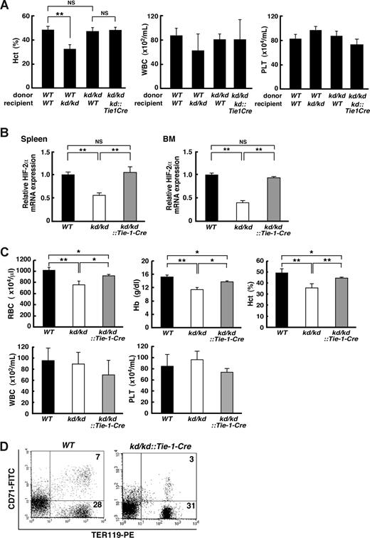 Figure 4. Analysis of the ability of the hematopoietic microenvironment to support erythropoiesis. (A) A transplantation assay. Hematopoietic cells (107 total BM cells/mouse) derived from donor mice (WT or kd/kd) were transplanted into lethally irradiated recipient mice (WT, kd/kd, or kd/kd::Tie-1-Cre, n = 3 for each group). Peripheral blood cells were measured for hematocrit levels (Hct), leukocyte numbers (WBC), and platelet numbers (PLT). **P < .01. NS indicates not significant. (B) The mRNA expression levels of HIF-2α in spleen (left panel) and BM (right panel) were examined in WT, kd/kd, and kd/kd::Tie-1-Cre mice by quantitative RT-PCR. The expression levels seen in WT were normalized to a value of 1 as the standard in each tissue (P < .01). NS indicates not significant. (C) Peripheral blood analysis (RBC, Hb, Hct, WBC, and PLT) was performed in WT, kd/kd, and kd/kd::Tie-1-Cre mice (*P < .05, **P < .01). Error bars represent SD. (D) Flow cytometric analysis of spleen cells prepared from WT and kd/kd::Tie-1-Cre mice. The numbers shown depict the frequency (%) of CD71+/TER119+ and CD71−/TER119+ cells.