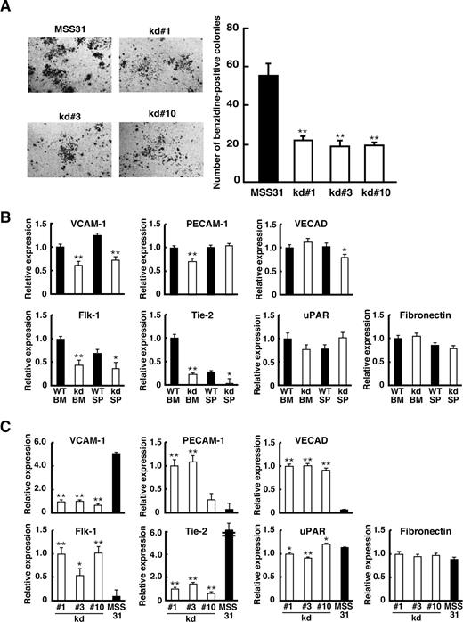 Figure 5. Analyses of kd/kd-derived EC in vitro. (A) A coculture assay was performed using MSS31 (positive control) and kd/kd spleen-derived stromal cells (kd#1, kd#3, kd#10). The photographs represent benzidine-stained erythroid colonies developed on stromal cells. The number of benzidine-positive colonies consisting of more than 200 cells was scored in each well, and the average of colony number in triplicate wells for each stromal cell line is shown (**P < .01). (B) ECs were harvested from WT and kd/kd (kd) BM and spleens (SP). The mRNA expressions of adhesion molecules and endothelial receptors were examined by quantitative RT-PCR. The expression levels seen in WT BM were normalized to a value of 1 as the standard. ■ represents WT; □ represents kd/kd (*P < .05, **P < .01, compared with WT). (C) kd/kd spleen-derived stromal cells (□ represent kd#1, kd#3, kd#10) and MSS31 cells (■) were analyzed for the mRNA expression of adhesion molecules and endothelial receptors by quantitative RT-PCR. The expression levels seen in kd#1 cells were normalized to a value of 1 as the standard (*P < .05, **P < .01, compared with values from MSS31). Error bars represent SD.