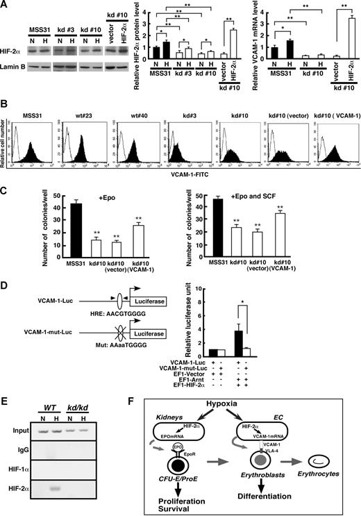Figure 6. VCAM-1 expression in EC is regulated by HIF-2α. (A) The HIF-2α protein levels in kd/kd stromal cells (kd#3, kd#10) and MSS31 cells were examined by Western blot (left panel). Nuclear extracts were prepared from the cells cultured under normoxic (N, 20% O2) or hypoxic (H, 1% O2 for 6 hours) conditions. Right 2 lanes represent samples from kd#10 transfected with either HIF-2α cDNA (HIF-2α) or empty vector (vector). Quantification of the band intensities from 3 independent assays is shown in the middle column. The HIF-2α expression levels seen in MSS31 cells under normoxic conditions were normalized to a value of 1 as the standard. Right column represents quantitative RT-PCR analysis of VCAM-1mRNA. The VCAM-1 expression levels seen in MSS31 cells under normoxic conditions were normalized to a value of 1 as the standard (**P < .01, *P < .05). (B) The expression of VCAM-1 was examined by flow cytometry. Stromal cell lines derived from WT (wt#34 and wt#40) and kd/kd (kd#3 and kd#10) spleens were examined. Right 2 panels represent data from kd#10 cells transfected with either full-length VCAM-1 cDNA (VCAM-1) or vector alone (vector). (C) A coculture assay was performed using VCAM-1–transfected kd#10 cells. E13.5 fetal liver cells (2 × 104 cells/well) were cultured on stromal cells in the presence of Epo (left) or Epo and SCF (right) for 4 days. The number of benzidine-positive colonies consisting of more than 200 cells was scored in each well and the average of colony number in triplicate wells for each stromal cell line is shown (**P < .01, compared with MSS31). (D) A luciferase reporter assay was performed using a WT VCAM-1-0.7 kb promoter (VCAM-1-Luc, top) and that with a mutation in HRE (VCAM-1-mut-Luc, bottom) as reporters. The pEF1–HIF-2α and pEF1-Arnt expression vectors were cotransfected with the reporter plasmid into 293T cells. Luciferase activities were measured for the VCAM-1-Luc (■) and VCAM-1-mut-Luc (□) reporters. The values shown are the averages of 3 independent experiments (means ± SD). The luciferase activity seen in 293T cells transfected with the reporter plasmid and empty vector was normalized to a value of 1 as the standard (*P < .05). (E) A chromatin immunoprecipitation assay was performed using anti-HIF-1α and anti–HIF-2α antibodies with WT and kd/kd EC under normoxic (N, 20% O2) or hypoxic (H, 1% O2 for 6 hours) conditions. Rabbit IgG was used as a negative control. Note that VCAM-1 expression was seen in WT EC using anti–HIF-2α antibody after treatment with 1% O2. (F) Schematic models for roles of HIF-2α on erythropoiesis.