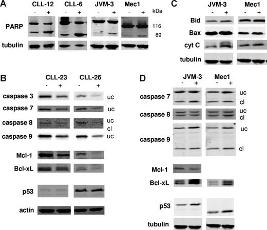Figure 5. Mechanism of apoptosis induction by dasatinib in CLL cells. Apoptosis induction by 5 μM dasatinib was confirmed in patient samples and prolymphocytic cell lines by cleavage of the caspase substrate PARP demonstrated by Western blot analysis (A). The amounts of uncleaved (uc) and cleaved (c) caspase forms, and expression levels of the antiapoptotic bcl-2 family members Mcl-1 and Bcl-xL, and of p53 in the absence (−) or presence (+) of 5 μM dasatinib were recorded in primary CLL cells (B) and the prolymphocytic cell lines JVM-3 and Mec1 (C). In these cell lines, dasatinib effects on the expression levels of proapoptotic bcl-2 family proteins and on cytoplasmic cytochrome c levels were monitored (D).