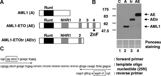 Figure 1. Strategy for screening of DNA-binding sequence for AML1, AML1-ETO, and AML1-ETOtr. (A) Schematic representation of HA-tagged proteins used for the screening of DNA-binding sequence. The Runt homology domain is indicated with a black box and 4 Nervy homology regions (NHRs) are shown as gray boxes. The predicted zinc finger motif in the C-terminal region of AML1-ETO is indicated with ▴. (B) The expression of AML1 (A), AML1-ETO (AE), and AML1-ETOtr (tr) in cell lysates was examined by immunoblotting with anti-HA antibody. Control (C) is the lysates from vector-transfected cells. (C) Target DNA sequence including 25N random sequence. indicate the position of forward or reverse primers for PCR amplification, and boxes show the position of restriction enzyme digestion sites for subcloning.