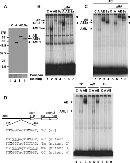 Figure 2. EMSA for comparison of DNA-binding activity. (A) Relative levels of AML1 (A), AML1-ETO (AE), and AML1-ETO9a (AE9a) protein expression in nuclear extracts are shown. Control (C) was prepared from 293T cells transfected with vector. show the position of AML1-, AML1-ETO (AE)–, and AML1-ETO9a (AE9a)–specific bands. (B) EMSA with human M-CSF receptor probe containing the TGTGGT consensus and nuclear extracts shown in panel A was performed. Anti-HA antibody was added to lanes 5 through 7 and supershifts were detected (◀). (C) EMSA with wild-type human separase (TC) probe and nuclear extracts shown in panel A was performed. Anti-HA antibody was added to lanes 5-8 and supershifts were detected (◀). (D) Schematic diagram of the human separase 5′ upstream region, exon 1, and exon 2. Two AML1 consensus sites are present with a space of 2 nucleotides (TGTGGTagTGCGGT) in the 5′-upstream region. Mutants of AML1 consensus sites used in this study are also listed. The −2 kb of 5′-upstream region (bold line) is fused with luciferase for promoter analysis in Figure 4. EMSA with wild-type (TC) and mutant (mC and Tm) human separase probes and nuclear extracts shown in panel A was performed.