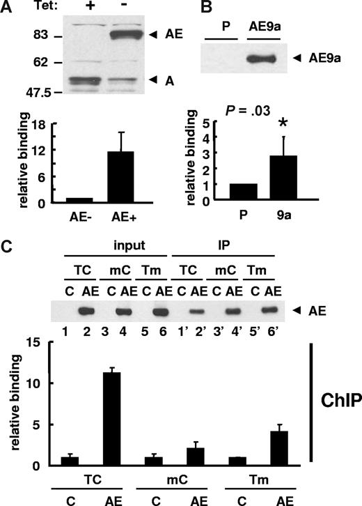 Figure 5. ChIP assay for human separase promoter region. (A) U937T-AML1-ETO cells cultured in the presence or absence of tetracycline (Tet) for 24 hours were used in ChIP assay. The induction of AML1-ETO expression and a decrease of endogenous AML1 were detected by immunoblotting using anti-AML1 antibody. ChIP assay was performed with anti-AML1 antibody and bound DNA was examined by real-time quantitative PCR to show the binding of AML1-ETO to the upstream region of the separase gene. The relative binding activity was calculated by Ct value differences of ChIP DNA normalized with input DNA and that of cells without AML1-ETO was set to 1. The results are presented as the mean value of 3 independent experiments + standard deviation. (B) ChIP assay was performed with parental (P) and 3xFLAG-AML1-ETO9a (AE9a) stably transfected K562 cells using anti-FLAG M2 agarose. Immunoprecipitation of 3xFLAG-AML1-ETO9a was confirmed by immunoblotting with anti-FLAG antibody. The results of qPCR with ChIP DNA are shown as the mean value of 3 independent experiments + standard deviation. The relative binding activity was calculated by Ct value differences of ChIP DNA normalized with input DNA and that of parental cells was set to 1. Statistically significant P value compared with control (t test, P = .03) is indicated. (C) ChIP assay was performed with anti-FLAG M2 agarose using 293T cells transfected with wild-type (TC) phSeparase-luc or vectors with mutated AML1-binding sites (mC or Tm). pFLAG (C) or pFLAG-AML1-ETO (AE) vector was cotransfected. The expression (input) and immunoprecipitation (IP) of FLAG-AML1-ETO was confirmed by immunoblotting using anti-FLAG antibody (top). The relative binding of AML1-ETO to phSeparase-luc was examined by qPCR and it was calculated by Ct value differences of ChIP DNA normalized with input DNA. That of AML1-ETO–free sample (C) for each phSeparase-luc construct was set to 1 (bottom). The results are presented as the mean value of 3 independent experiments + standard deviation.