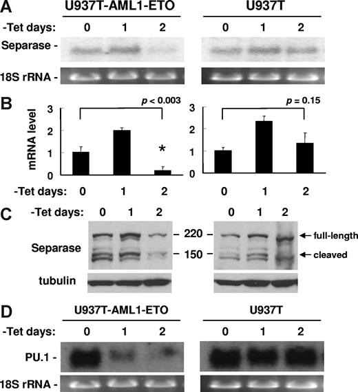 Figure 6. AML1-ETO suppressed separase and PU.1 expression. (A) Northern blotting for separase (top) with days 0, 1, and 2 of tetracycline-removed (−Tet) U937T-AML1-ETO (left) and parental U937T (right) cells was performed. The ethidium bromide staining of the 18S rRNA shows the relative loading of RNA. (B) Separase expression was examined by RT-qPCR with days 0, 1, and 2 of tetracycline-removed U937T-AML1-ETO (left) and U937T (right) cells. The relative separase mRNA level compared with day 0, which is set to 1, is shown. The results are presented as the mean value of 3 independent experiments + standard deviation. Statistically significant P value (t test) is indicated only for U923T-AML1-ETO. (C) Immunoblotting with protein extracts from U937T-AML1-ETO (left) or U937T cells (right) was performed using anti-separase antibody. Both full-length (220 kDa) and cleaved (150 kDa) forms of separase were detected (). Tubulin blots are shown as loading controls. (D) Northern blotting for PU.1 (top) with days 0, 1, and 2 of tetracycline-removed (−Tet) U937T-AML1-ETO (left) and parental U937T (right) cells was performed. The ethidium bromide stainings of the 18S rRNA are also shown (bottom).