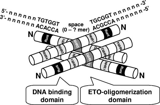 Figure 7. A model of a high DNA-binding activity of tetrameric AML1-ETO to duplicated AML1-binding sites. Runt homology DNA-binding domain (Runt), 4 Nervy homology regions (NHR1-4), and N-terminus (N) of AML1-ETO are marked. The oligomerization provides an advantage to AML1-ETO to duplicated binding sites (TGT/CGGTspaceTGT/CGGT) compared with AML1.