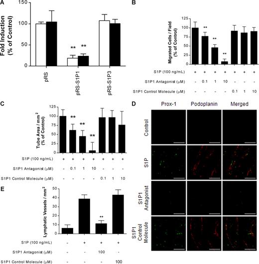 Figure 4. S1P-induced lymphangiogenesis was mediated through the S1P1. (A) HLECs were infected with retroviruses carrying S1P1 and S1P3 shRNA expression vectors in pRS plasmid, after which stably transfected cells were obtained by selection with puromycin. pRS plasmid was used as control. After a 4-hour incubation with 100 ng/mL S1P, migrated HLECs were stained and counted in 3 random fields (□). HLECs were laid on a GFR Matrigel-coated 24-well plate and incubated with 100 ng/mL S1P for 6 hours. Two randomly chosen fields per well were photographed and the total tube area was analyzed using Scion Image (■). (B,C) Effect of S1P1 antagonist or S1P1 control molecule on the S1P-induced migration (B) and capillary-like tube formation (C) of HLECs was examined as described in panel A. (D,E) Ten days after subcutaneous injection of Matrigel in C57BL/6 mice (5 mice per group), the Matrigel was removed, fixed, embedded in paraffin, sectioned at 4 μm, and immunostained using antibodies specific for Prox-1 (green) and podoplanin (red). (D) Representative photographs of untreated control mice, and mice treated with S1P (0.4 μg) in the absence or presence of S1P1 antagonist (100 μM) or S1P1 control molecule (100 μM). Scale bars represent 50 μm. (E) The number of Prox-1+/podoplanin+ lymphatic vessels per field was counted. All values are expressed as means plus or minus SD (A-C) and means plus or minus SEM (E). In panels A-C, data are representative of 3 independent experiments with similar results. ** indicates a statistically significant difference (P < .01).