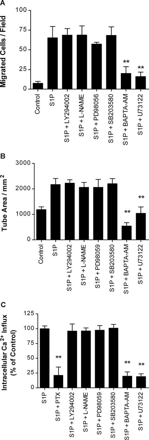 Figure 5. S1P-induced in vitro lymphangiogenesis was mediated through the PLC/Ca2+ pathway. (A) After a 4-hour isncubation with 100 ng/mL S1P containing 10 μM LY294002, 1 mM L-NAME, 10 μM PD98059, 25 μM SB203580, 30 μM BAPTA-AM, or 5 μM U73122, the migrated HLECs were stained and counted in 3 random fields. (B) HLECs were laid on a GFR Matrigel-coated 24-well plate and incubated with 100 ng/mL S1P containing 10 μM LY294002, 1 mM L-NAME, 10 μM PD98059, 25 μM SB203580, 30 μM BAPTA-AM, or 5 μM U73122 for 6 hours. Two randomly chosen fields per well were photographed and the total tube area was analyzed using Scion Image. (C) HLECs were loaded with fura-2/AM for 30 minutes. The cells were resuspended in Ca2+-free Locke solution, transferred to a quartz cuvette, and exposed to 100 ng/mL S1P with 100 ng/mL PTX, 10 μM LY294002, 1 mM L-NAME, 10 μM PD98059, 25 μM SB203580, 30 μM BAPTA-AM, or 5 μM U73122. Relative intracellular Ca2+ influx was calculated from the tracing. All values are expressed as means (± SD). Data are representative of 3 independent experiments with similar results. ** indicates a statistically significant difference (P < .01).