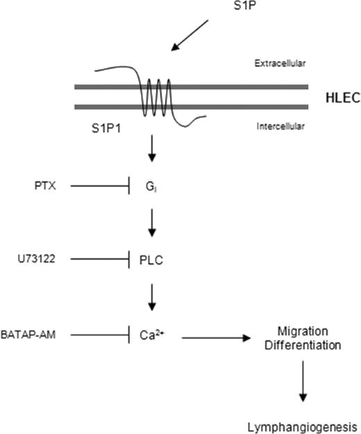 Figure 6. Plausible mechanism for S1P-mediated lymphangiogenesis. Extracellular S1P, which is derived from tumor or inflammatory cells, binds to its receptor S1P1 and stimulates the activation of coupled Gi proteins. Dissociation of active heterotrimeric Gi proteins from activated S1P1 stimulates PLC, which causes the release of intracellular Ca2+, resulting in the stimulation of HLEC migration and differentiation. Extracellular S1P activates lymphatic endothelial cells to induce lymphangiogenesis, as well as vascular endothelial cells to induce angiogenesis, for tumor metastasis or an immune response.