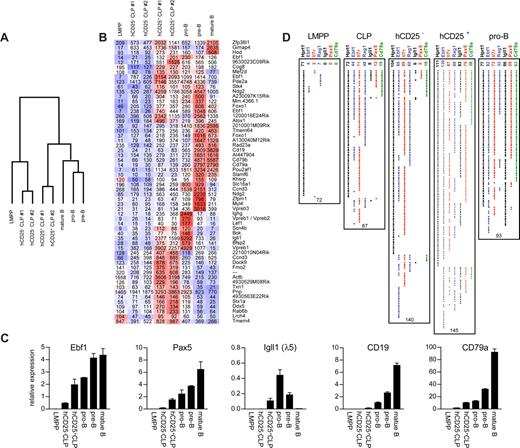 Figure 3. Expression of the Igll1 promoter–controlled hCD25-transgenic marker in LIN− progenitors is associated with induced expression of genes linked to B-cell development. (A) A diagram of the relative relationship between the hCD25+ and hCD25− LIN−B220−CD19−CD127+FLT3+SCA1lowKITlow progenitors to LMPPs and B-lineage cells. The diagram is based on genes differentially expressed between the hCD25+ and hCD25− cells. The complete analysis is presented in Figure S4 (available on the Blood website; see the Supplemental Materials link at the top of the online article). (B) A dChip analysis of hCD25+ and hCD25− LIN−B220−CD19−CD127+FLT3+SCA1lowKITlow cells in the context of LMPPs and other stages of B-cell development. Clustering shows genes being expressed in either pro-B cells or LMPPs (100 + expression units in either) and being up-regulated 1.5-fold from hCD25− to hCD25+. Red represents high; white, intermediate; and blue, low expression of the gene indicated to the far right. Superimposed values show RMA-modeled array expression values. (C) Q-RT-PCR data from CD25+ and CD25− cells as well as control cell populations as indicated (data from one representative experiment). The error bars indicate standard deviation. (D) The collected result of multiplex single-cell PCR on LMPPs, CLPs, pro-B cells, and hCD25+/− LIN−B220−CD19−CD127+FLT3+SCA1lowKITlow cells as indicated. Each horizontal line of dots indicates the gene expression pattern observed in a single investigated cell. The values on top of the data panel indicate the number of positive cells and the values below the panels indicate the total number of cells analyzed. Error bars indicate standard deviation.