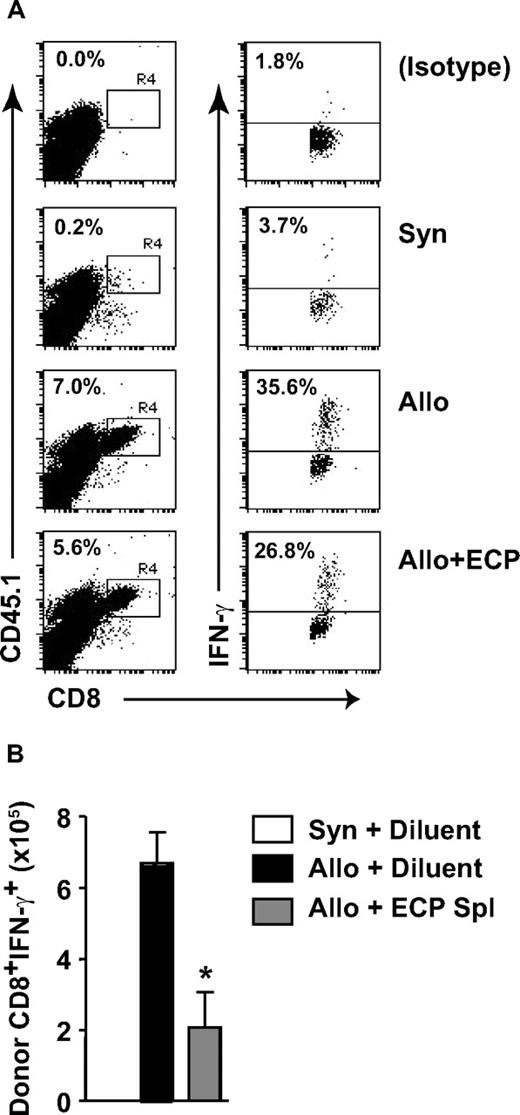 Figure 2. ECP-treated splenocytes reduce CD8+IFN-γ+ effector T cells in vivo. C3H.SW recipient mice received 5.0 × 106 bone marrow and 106 T cells from syngeneic (C3H.SW) or allogeneic (B6-Ly5.2) donors on day 0 followed by infusion of B6→C3H.SW ECP-treated cells on day 7. IFN-γ production by donor CD8+ effector cells was measured 96 hours later. (A) Representative flow cytometry data of unseparated splenocytes gated on whole-cell scatter. Percentage of donor (CD45.1+) CD8+ T cells in R4 (left) or producing IFN-γ (right) indicated. (B) Numbers of donor CD8+IFN-γ+ cells per spleen. ▩ versus ■, *P < .05. Data are means (± SD) pooled from 3 independent experiments (n = 9-20 per group).