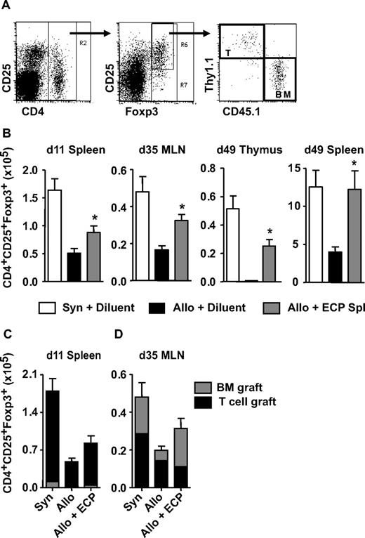 Figure 4. Infusion of ECP-treated splenocytes increases donor Treg after allogeneic BMT. B6 and C3H.SW (CD45.2+Thy1.2+) recipient mice received 5.0 × 106 T cell–depleted B6-Ly5.2 (CD45.1+Thy1.2+) bone marrow and 106 B6-Thy1.1 (CD45.2+Thy1.1+) T cells followed by infusion of ECP-treated B6→C3H.SW splenocytes. (A) Gating strategy for Tregs using representative day-35 MLN data. CD4+Foxp3+ or CD4+CD25+Foxp3+ cells were gated on whole cell scatter followed by segregation into CD45.1+Thy1.1− BM or CD45.1−Thy1.1+ T-cell inoculum-derived cells. (B) Total numbers of CD4+CD25+Foxp3+ cells after infusion of ECP-treated cells from second BMT cohort; ▩ versus ■, *P < .02. At day 11, mice had received 1 infusion of ECP-treated cells, and at day 35 they had received 4 infusions. (C,D) Numbers of donor CD4+CD25+Foxp3+ cells from the BM and T-cell grafts in the spleen and MLN 11 and 35 days after BMT, respectively. (C) Allo plus diluent versus allo plus ECP, ■, P < .03; (D) allo plus diluent versus allo plus ECP, ▩, P = .04. Bars represent means (± SD). Data pooled from 3 to 4 independent experiments (n = 12-20/group).