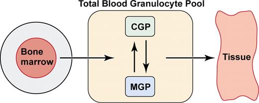 Figure 1. Model for the total blood granulocyte pool (TBCG) in normal subjects. CGP indicates circulating granulocyte pool; MGP, marginal granulocyte pool; and BM, bone marrow. Illustration by Kenneth Probst. This research was originally published in Blood. Cartwright GE, Athens JW, Wintrobe MM. The kinetics of granulopoiesis in normal man. Blood. 1964;24:780-803. ©American Society of Hematology.16