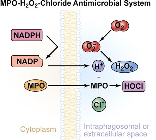 Figure 3. The MPO-H2O2-chloride antimicrobial system (taken from Goebel and Dinauer50). NADPH indicates reduced nicotinamide adenine dinucleotide phosphate; O2, superoxide anion; and HOCI, hypochlorous acid. Illustration by Kenneth Probst. Adapted with permission from Journal of Leukocyte Biology. Klebanoff SJ. Myeloperoxidase: a friend and foe. J Leukoc Biol. 2005;77:598-625.46