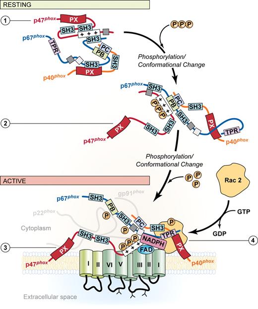 Figure 4. Model of NADPH oxidase assembly. Activation/phosphorylation (P)-induced conformational changes in p47phox release autoinhibitory interactions to unmask essential binding domains and exposure of PX domains that facilitate membrane targeting and binding of SH3-mediated and non–SH3-mediated binding events. Final interaction of the p67phox and Rac with flavocytochrome b induces conformational change, resulting in electron flow. Illustration by Kenneth Probst. Adapted with permission from Journal of Leukocyte Biology. Quinn MT, Gauss KA. Structure and regulation of the neutrophil respiratory burst oxidase: comparison with nonphagocyte oxidases. J Leukoc Biol. 2004;76:760-781.71