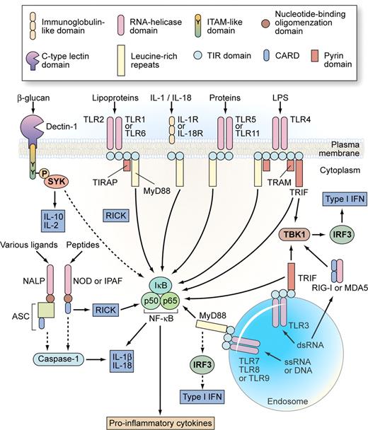 Figure 5. Overview of the pattern-recognition receptor system of phagocytes, including the TLR family. Illustration by Kenneth Probst. Adapted with permission from: Trinchieri G, Sher A. Cooperation of Toll-like receptor signals in innate immune defense. Nat Rev Immunol. 2007;7:179-190.147
